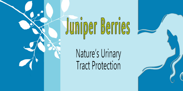 Juniper Berries are Great for Your Kidneys, Bladder and Urinary tract